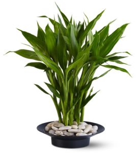 luckybamboo-teleflora