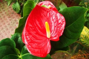 El ABC del anturio 1