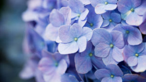 flor de hortensia