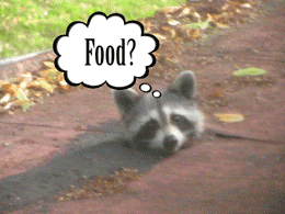 buscando comida