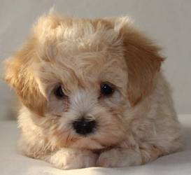 maltipoo