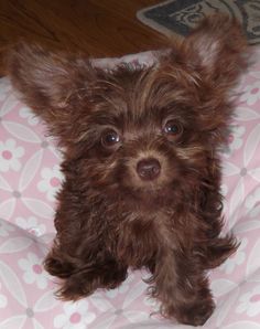 chipoo