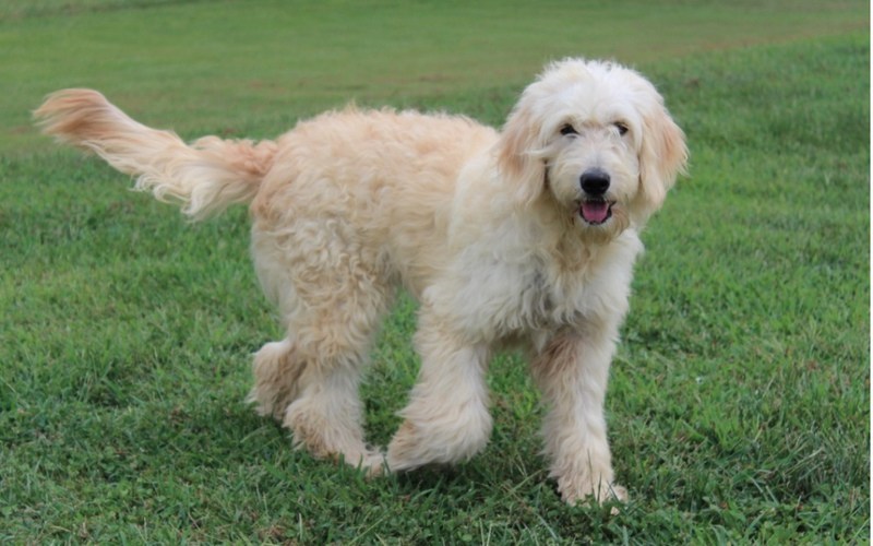 goldendoodle