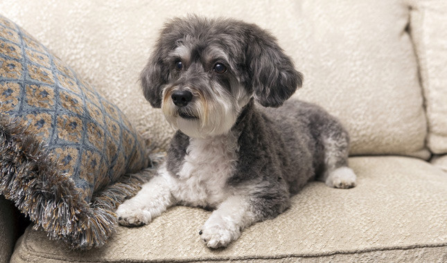 snauzer y poodle