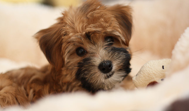 yorkipoo
