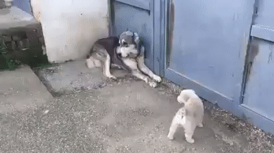 mamaperro defiende a su cachorro