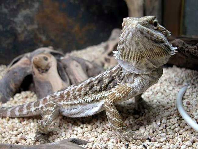 terrario de un dragón barbudo