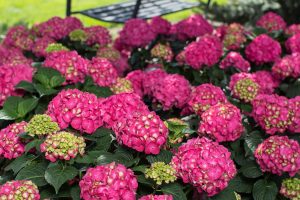 hydrangeas jardin