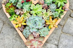 Plantas suculentas decorativas