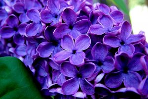 flores lilas