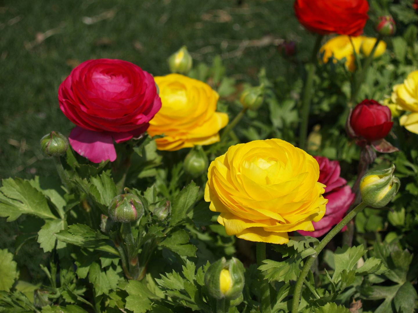 francesilla flores exterior
